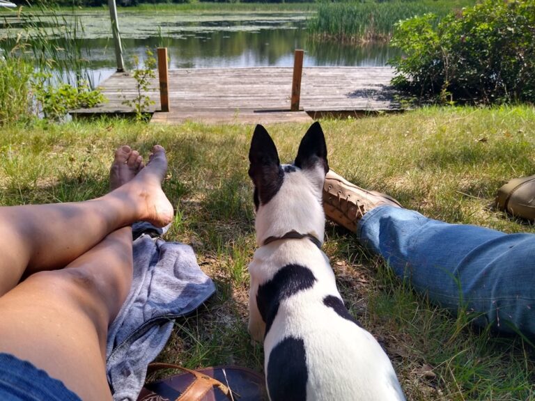 Essential Camping Gear for Your Next Adventure with Pets