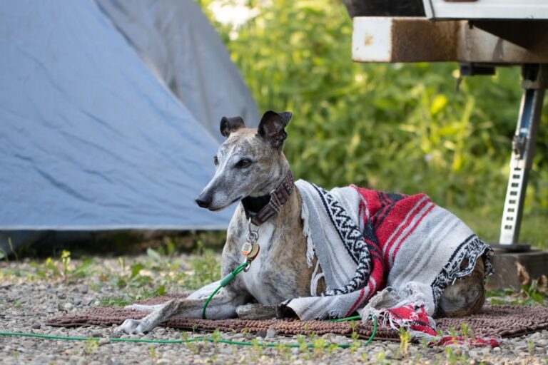 How to Choose the Right Tent for Camping with Pets