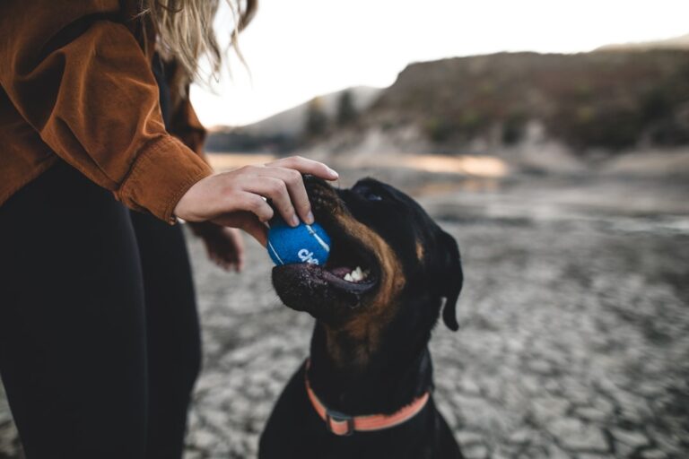 Best Portable Water Bowls for Hiking and Camping Trips