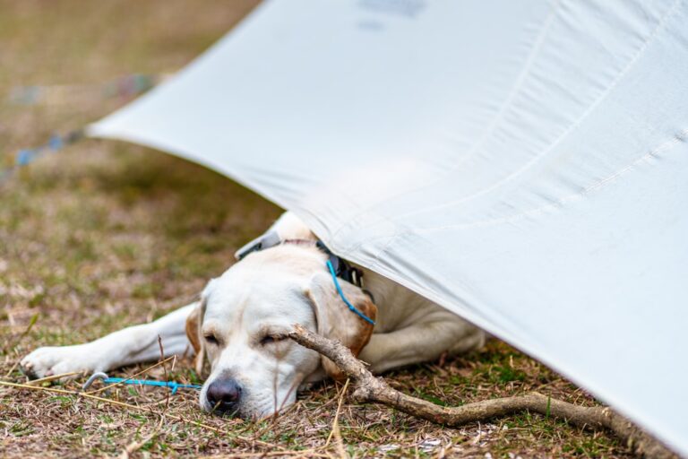 The Ultimate Guide to Camping Gear for Pet Owners