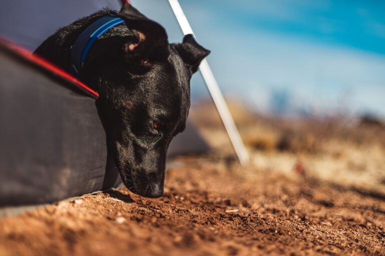 Choosing the Best Sleeping Bag for Campouts with Your Dog